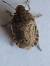 Sciocoris macrocephalus  - Thomas Lux