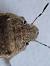 Sciocoris macrocephalus  - Thomas Lux