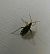 Harpocera thoracica 