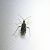 Harpocera thoracica 