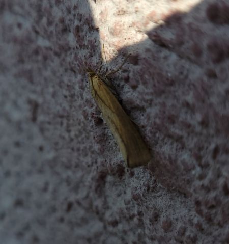 Pediasia luteella  - Thomas Lux