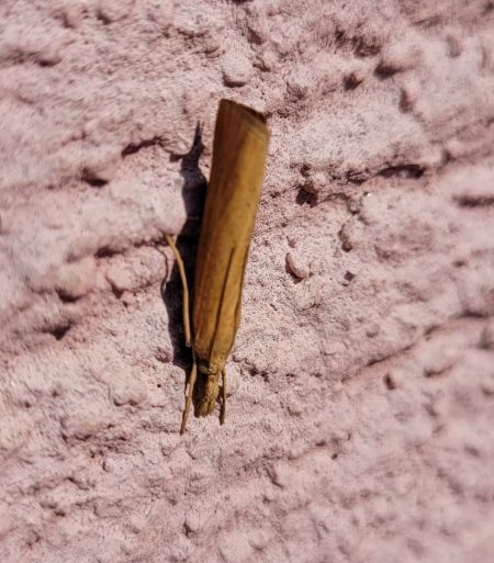 Pediasia luteella  - Thomas Lux