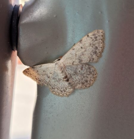 Scopula marginepunctata  - Thomas Lux