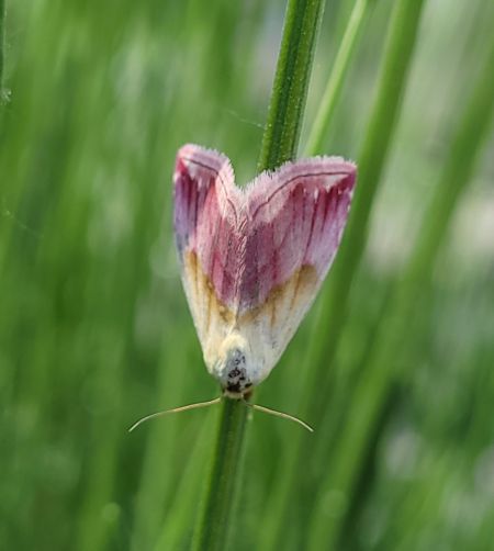 Noctuelle purpurine  - Thomas Lux