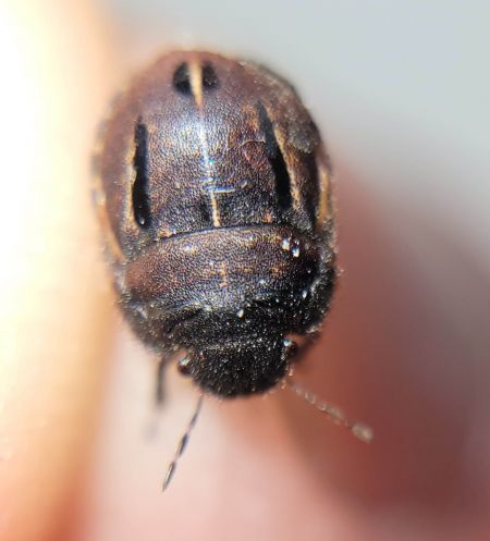 Odontoscelis fuliginosa  - Thomas Lux