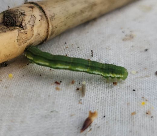 Chesias legatella  - Thomas Lux
