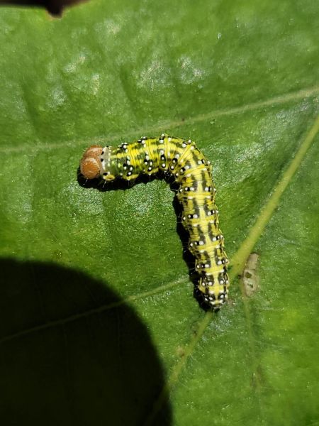 Polyploca ridens  - Thomas Lux