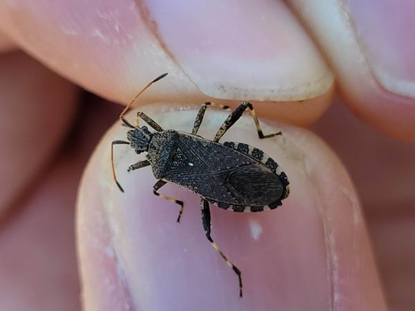 Ceraleptus gracilicornis  - Thomas Lux