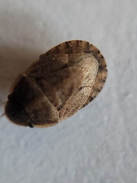 Sciocoris cursitans  - Thomas Lux