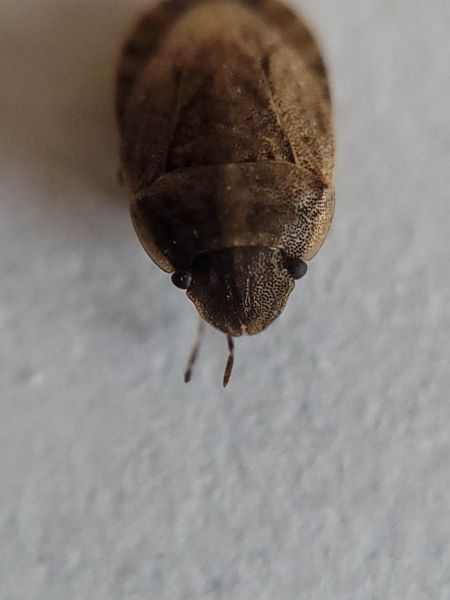 Sciocoris cursitans  - Thomas Lux