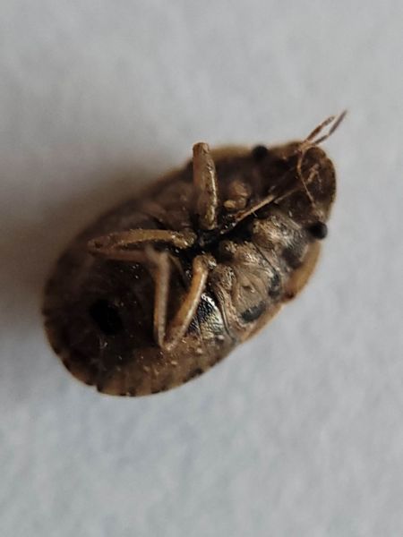 Sciocoris cursitans  - Thomas Lux