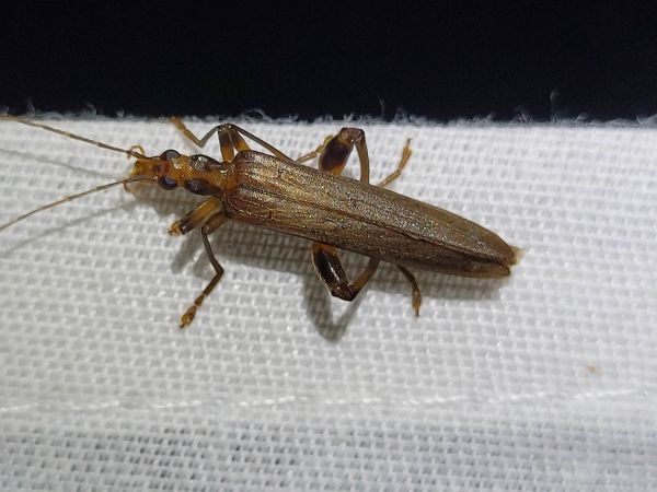 Oedemera femoralis  - Thomas Lux
