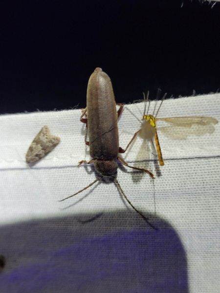 Arhopalus rusticus  - Thomas Lux