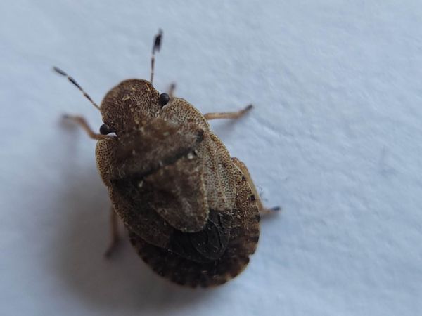 Sciocoris umbrinus  - Thomas Lux