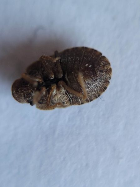 Sciocoris umbrinus  - Thomas Lux