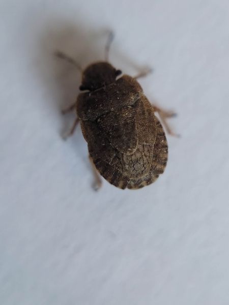 Sciocoris umbrinus  - Thomas Lux
