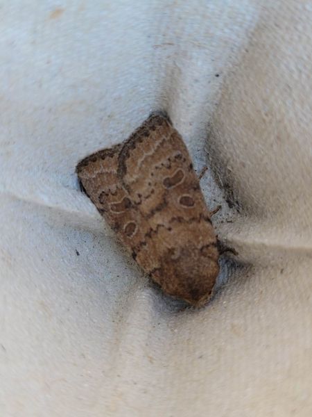Hoplodrina octogenaria  - Thomas Lux