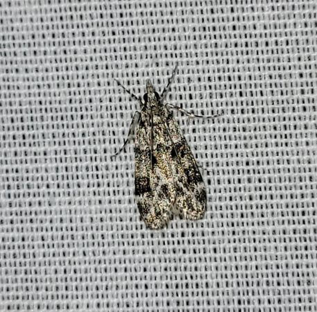Eudonia delunella  - Thomas Lux