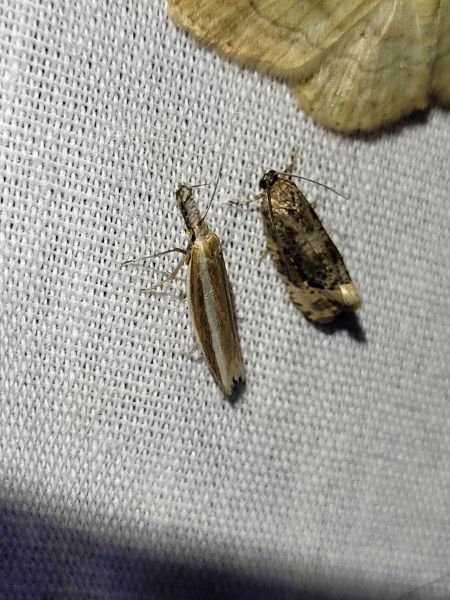 Pleurota aristella  - Thomas Lux