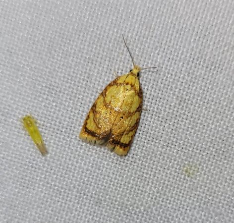 Acleris bergmanniana  - Thomas Lux
