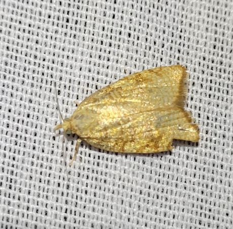 Aleimma loeflingiana  - Thomas Lux