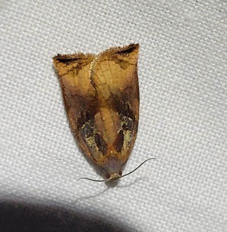 Archips podana  - Thomas Lux