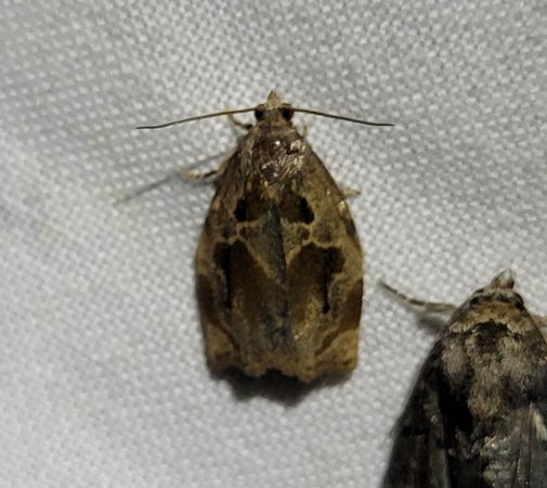 Archips crataegana  - Thomas Lux