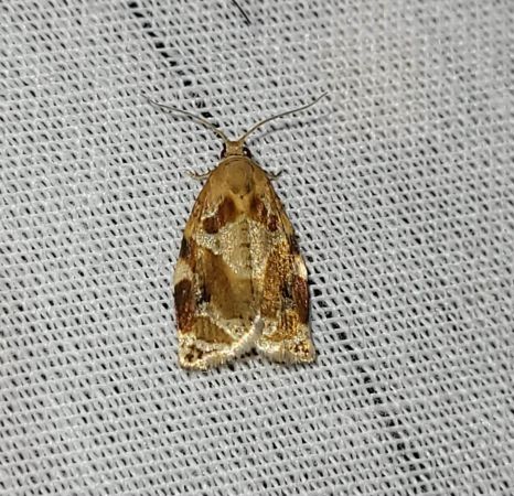 Archips xylosteana  - Thomas Lux