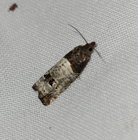Notocelia roborana  - Thomas Lux