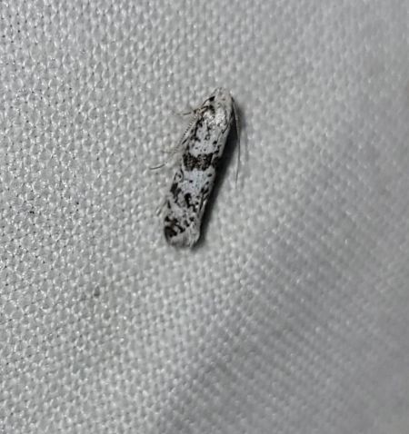 Scythropia crataegella  - Thomas Lux