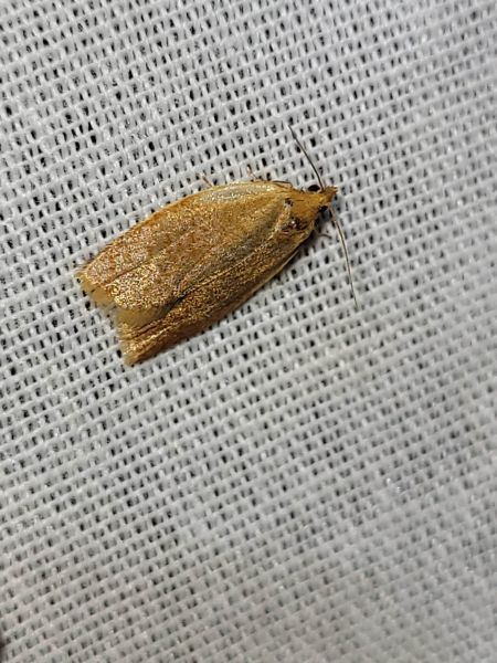 Clepsis consimilana  - Thomas Lux