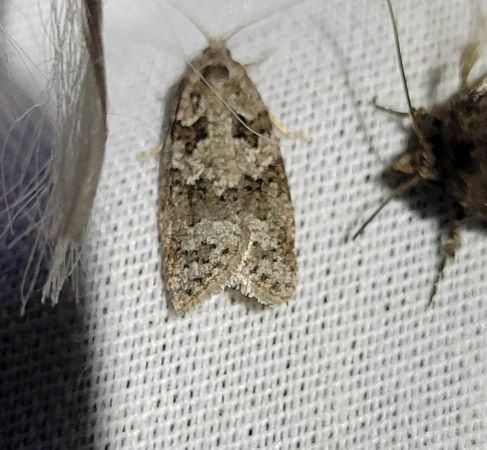 Cnephasia sp.  - Thomas Lux