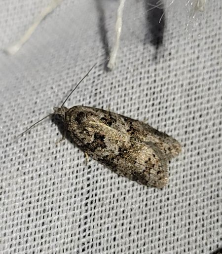 Cnephasia sp.  - Thomas Lux