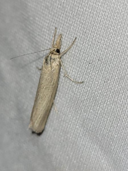 Crambus perlé  - Thomas Lux