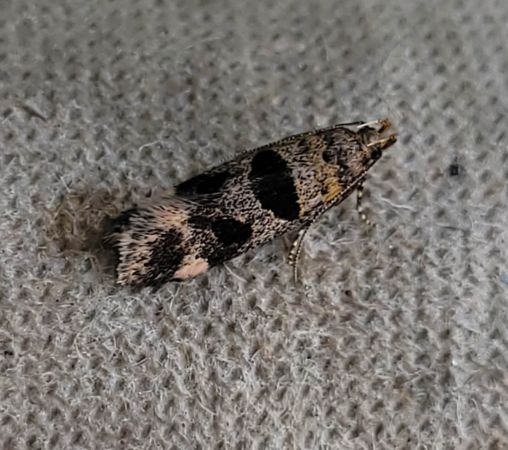 Mirificarma maculatella  - Thomas Lux