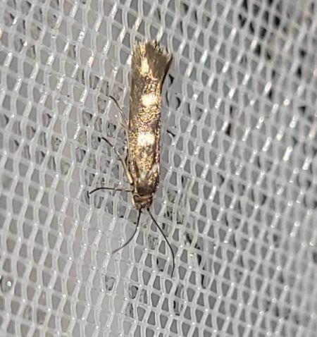 Scythris scopolella  - Thomas Lux
