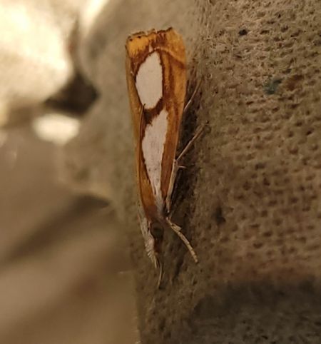 Catoptria pinella  - Thomas Lux