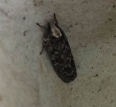 Depressaria sp.  - Thomas Lux