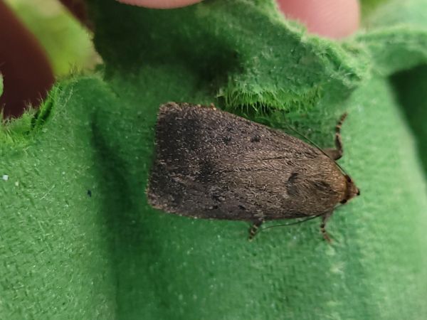 Amphipyra tragopoginis  - Thomas Lux