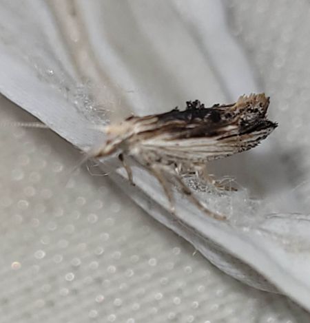 Ypsolopha scabrella  - Thomas Lux