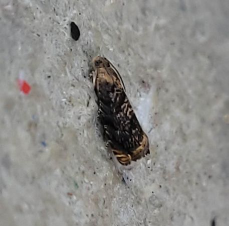 Grapholita janthinana  - Thomas Lux
