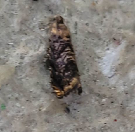 Grapholita janthinana  - Thomas Lux