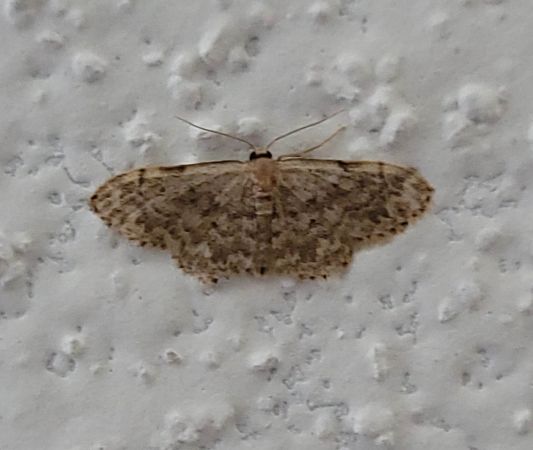 Idaea inquinata  - Thomas Lux