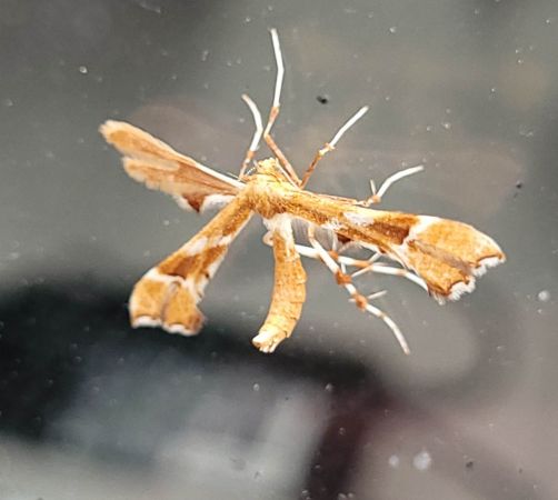 Cnaemidophorus rhododactyla  - Thomas Lux