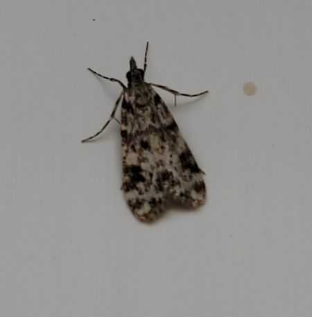 Eudonia delunella  - Thomas Lux