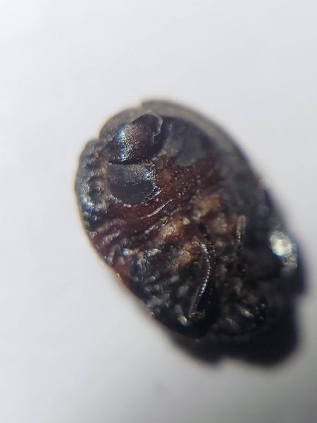 Odontoscelis fuliginosa  - Thomas Lux