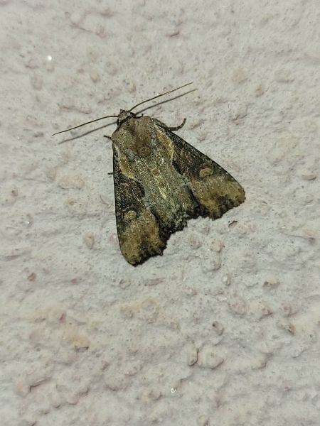 Lateroligia ophiogramma  - Thomas Lux