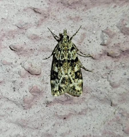 Eudonia delunella  - Thomas Lux