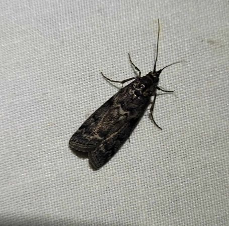 Pyla fusca  - Thomas Lux