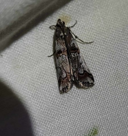 Pempelia palumbella  - Thomas Lux